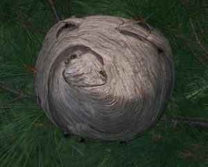 Hornet's Nest in a Pine Tree