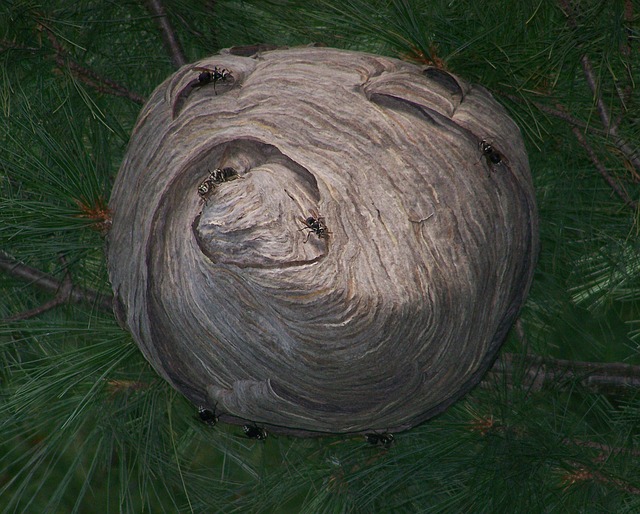 An image of hornet nest