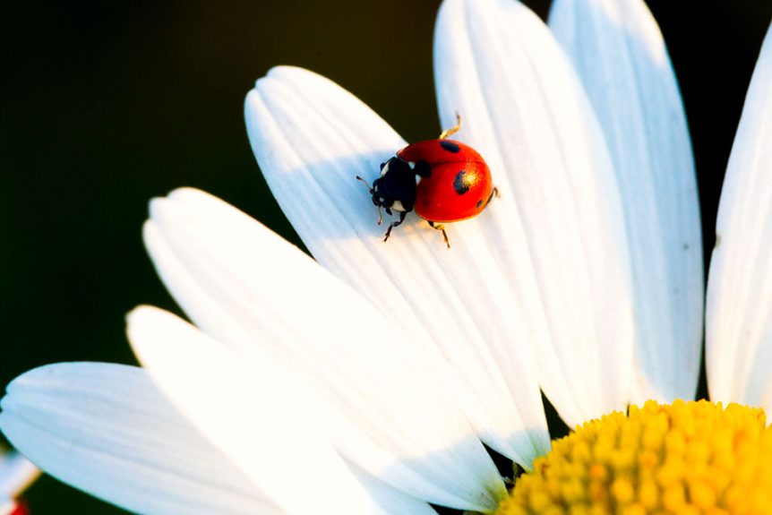An image of ladybug on leaf