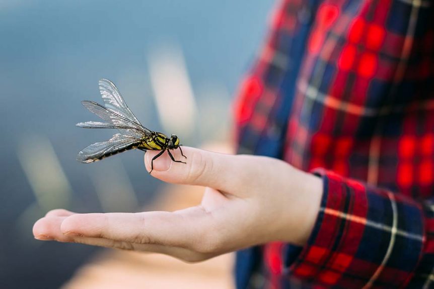 An image of dragonfly sitting on hand