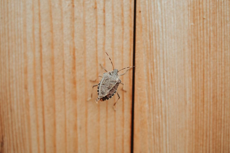 Brown marmorated stink bug in house