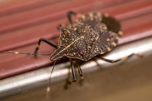 brown marmorated stink bug
