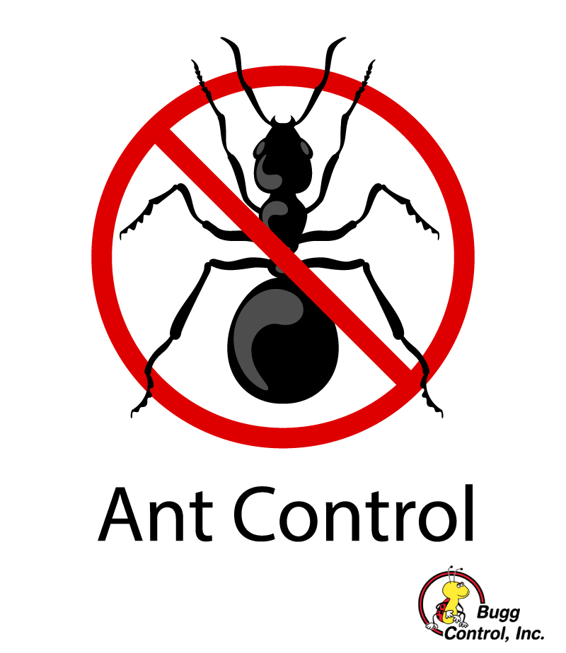 Featured image for “How can I prevent ants from getting into my home?”