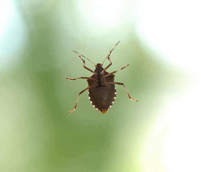 stink bug crawling