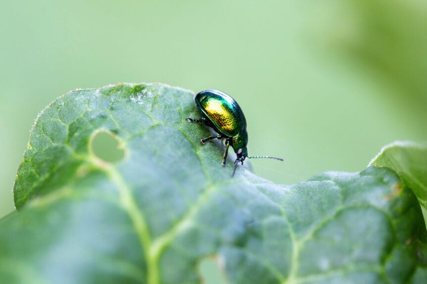 Japanese Beetle on plant