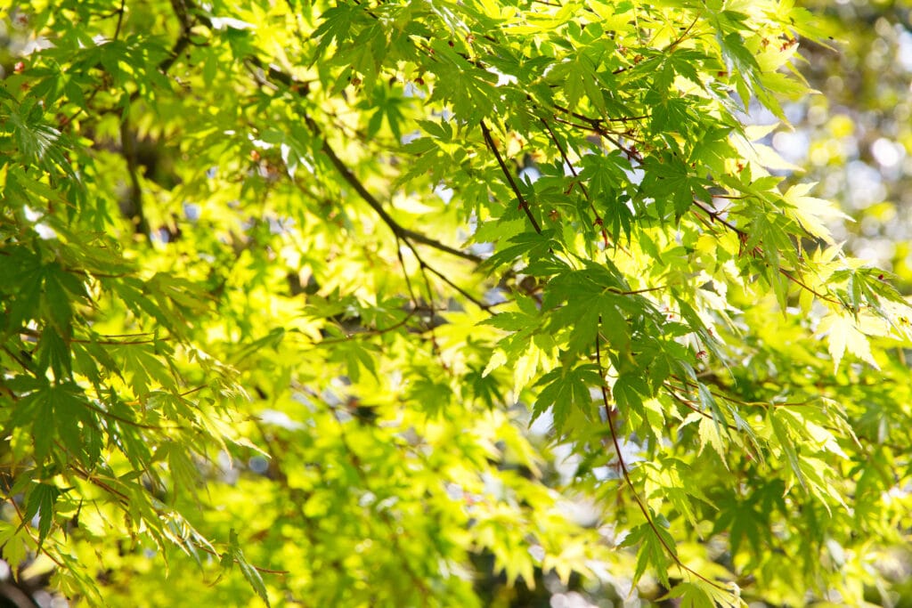 maple tree in buffalo ny