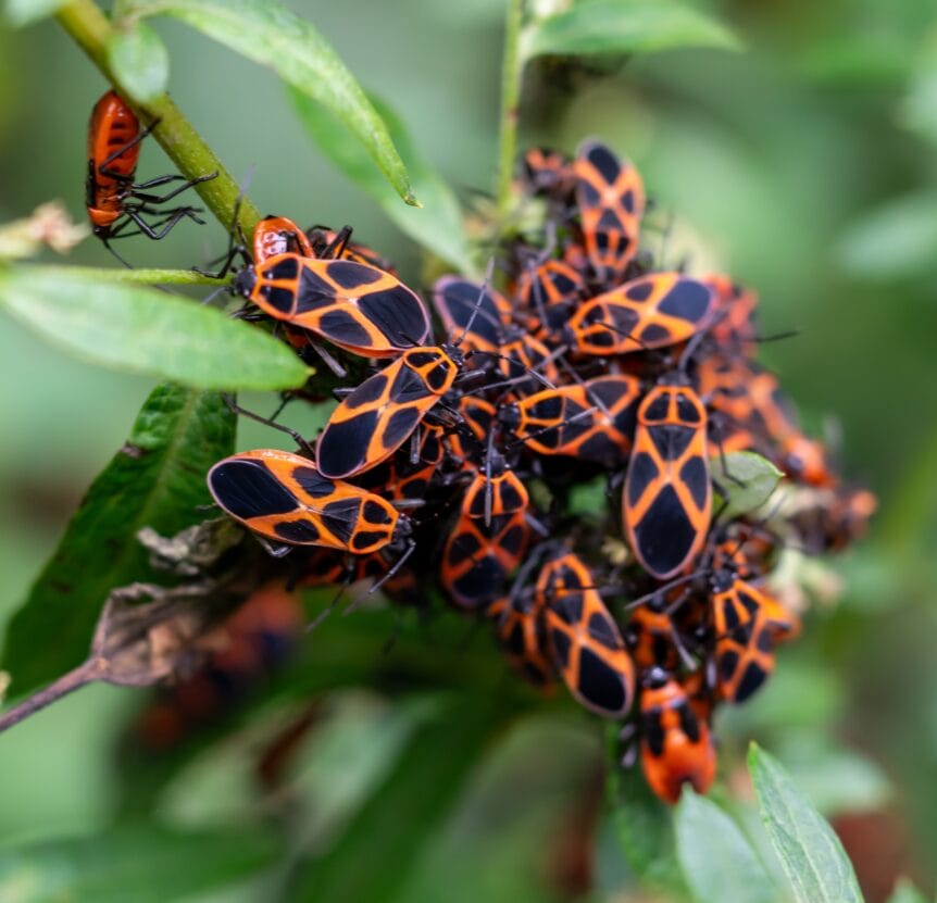 boxelder bugs in western new york