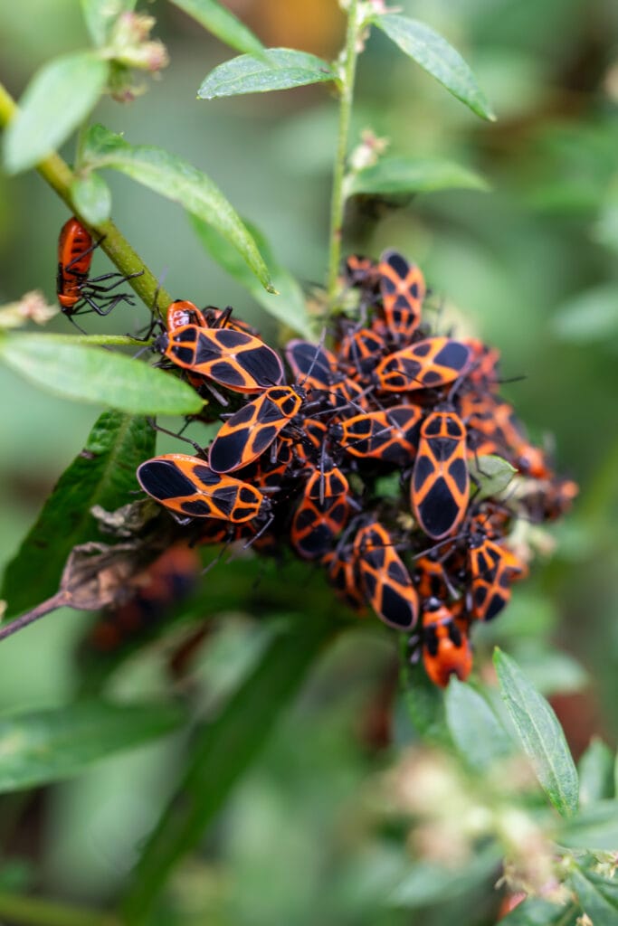 boxelder bug in western new york