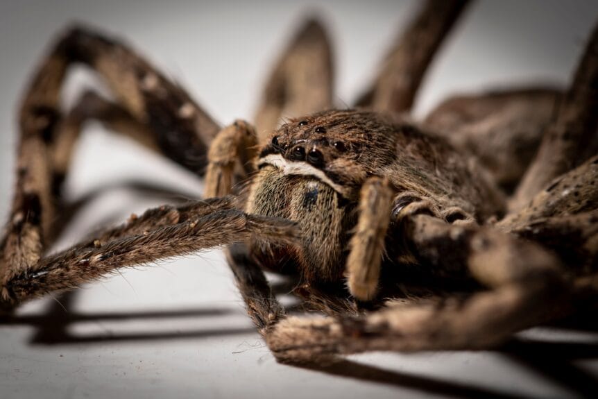 wolf spider