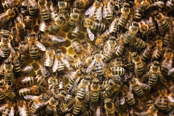 honeybees huddled together