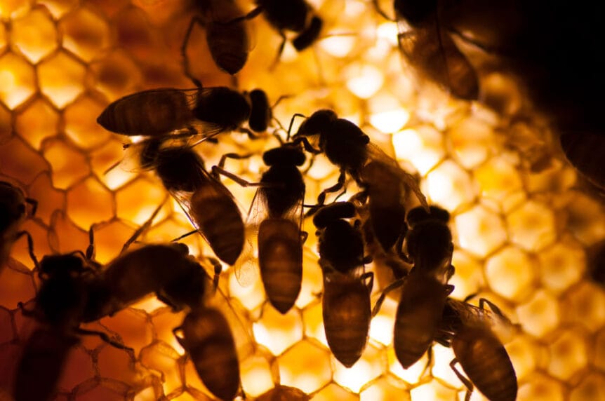 honeybees working inside hive