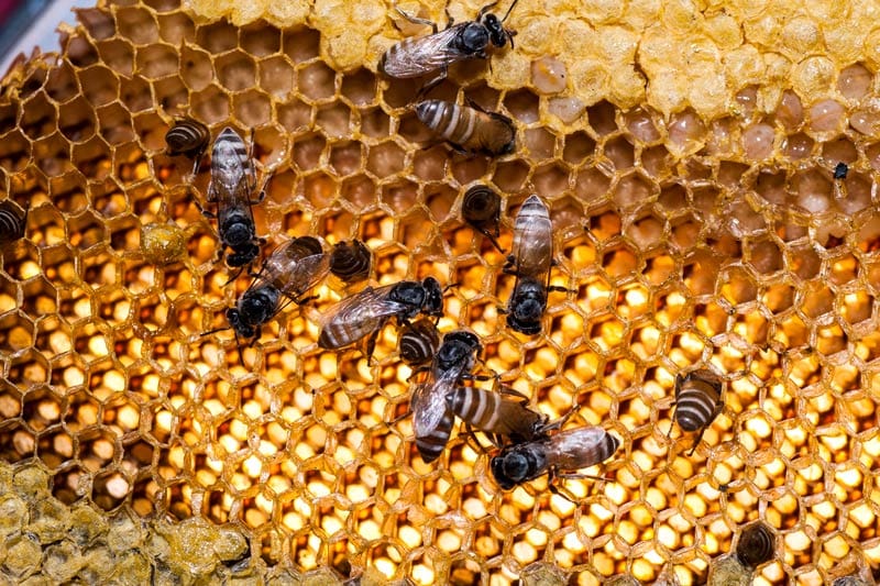 honeybees working on a bee hive with honey