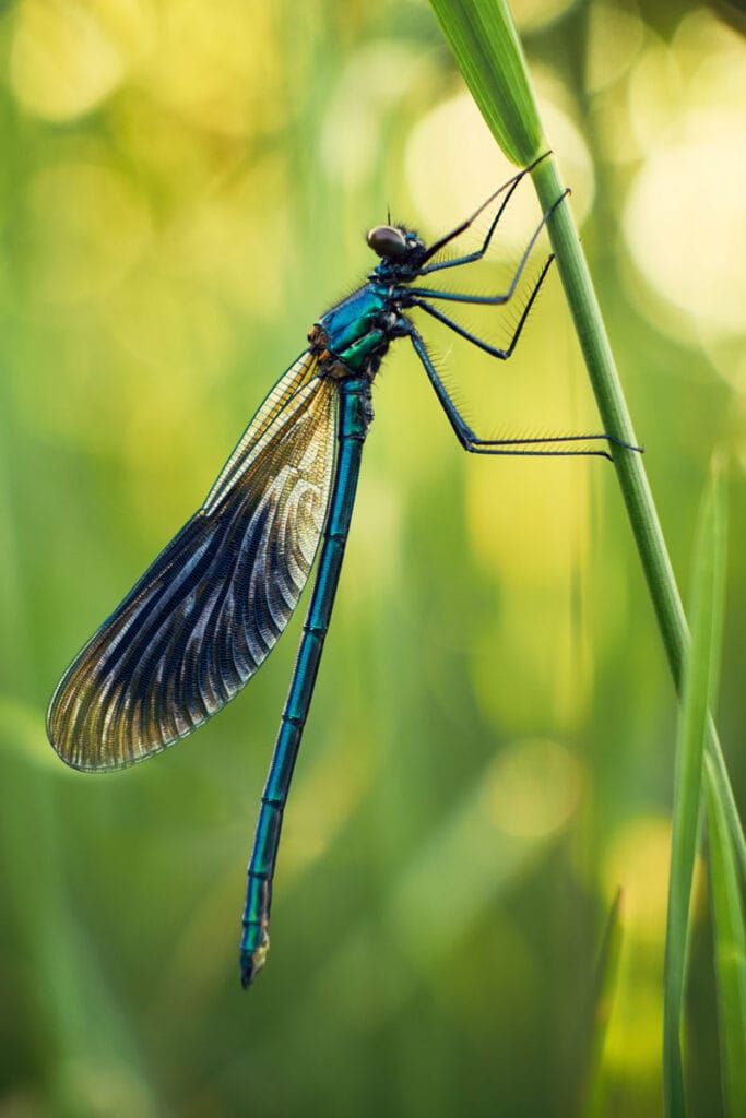 blue dragonfly in nature