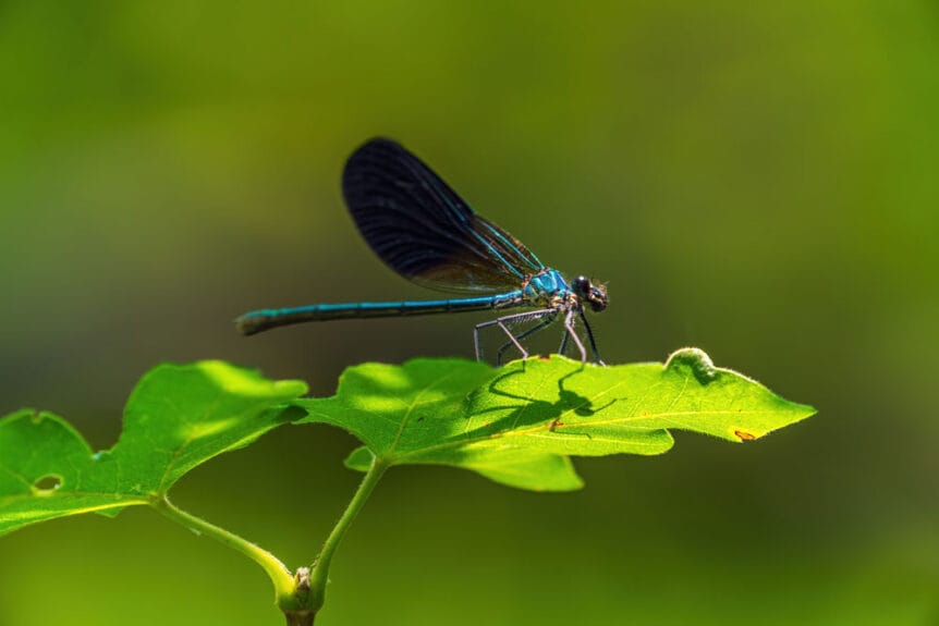 darning needle insect sits on a leaf