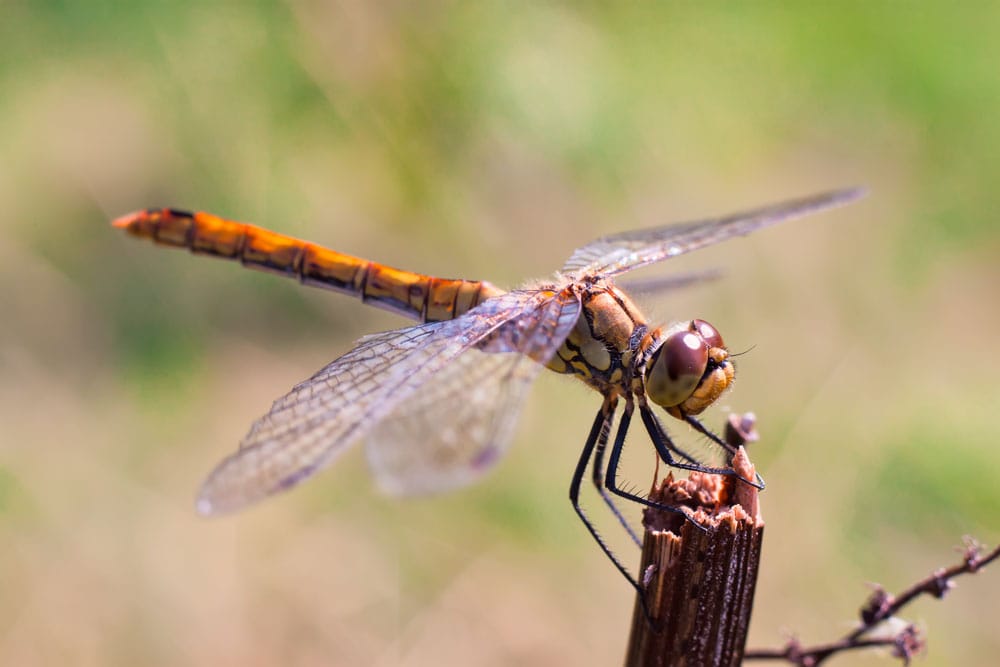 Close up of a dragonfly sitting on a branch in the summer