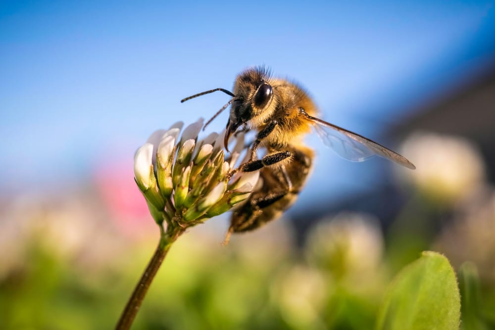 honeybee on a flower in Tonawanda NY
