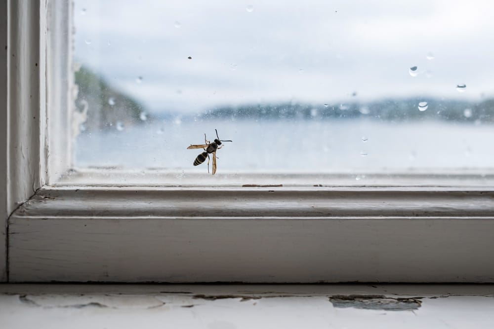wasp on the inside of a glass window in a home in Grand Island NY