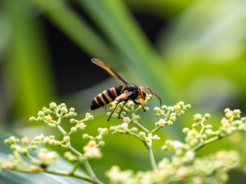 closeup of a hornet on a flower outside