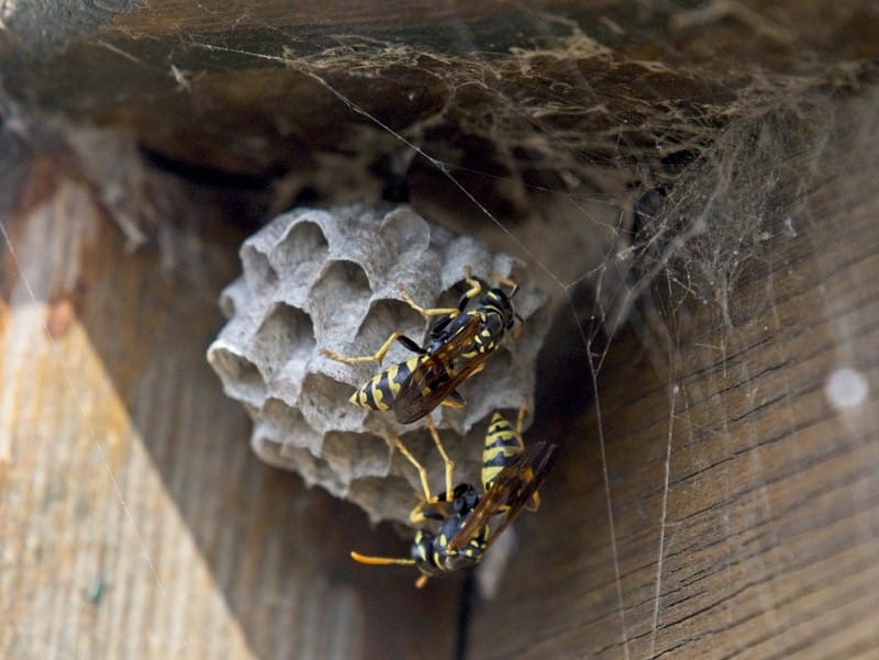 wasp nest near house in western new york