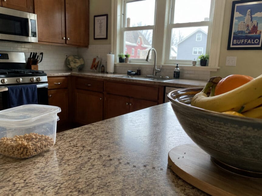 trail of ants to food in a kitchen in Buffalo NY