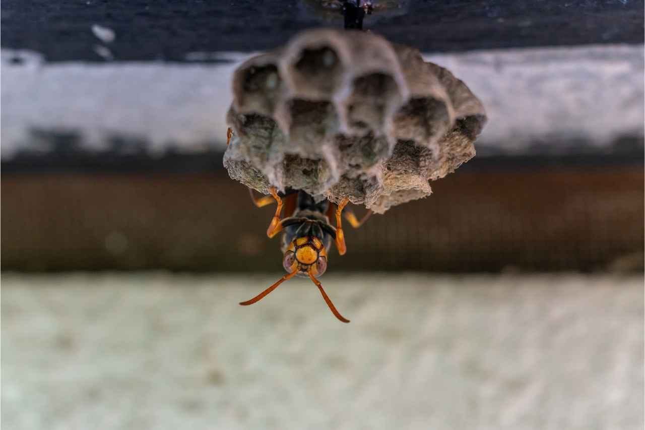 Featured image for “Why Are Wasps So Aggressive in the Fall?”