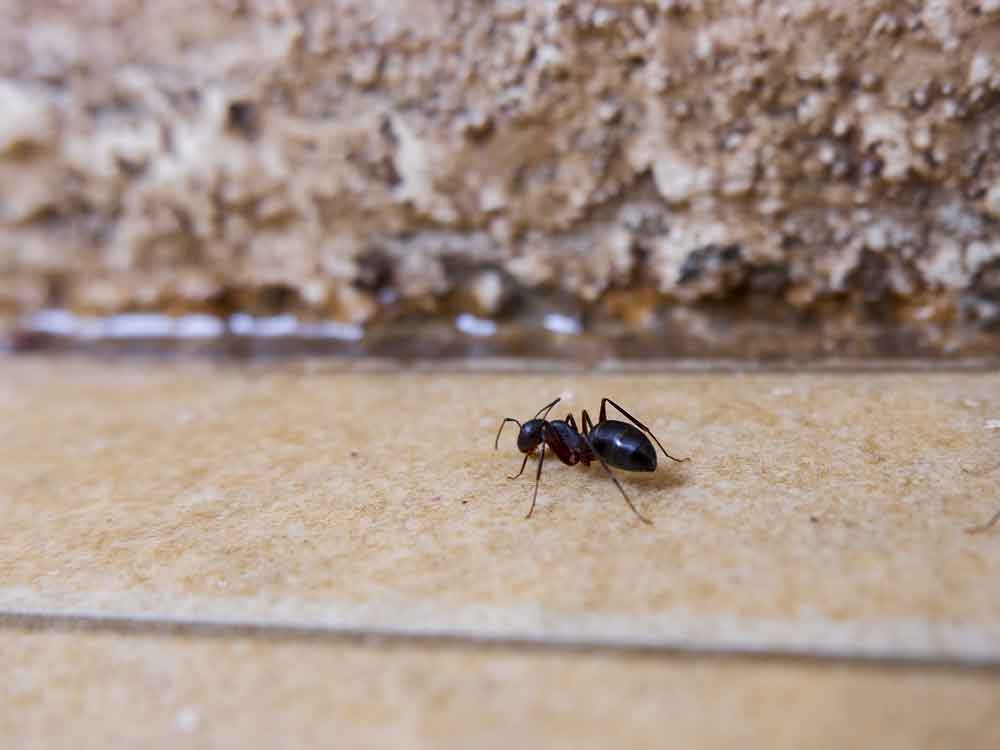 ant walking on kitchen counter